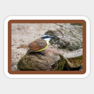 Great Kiskadee On The Rocks Sticker